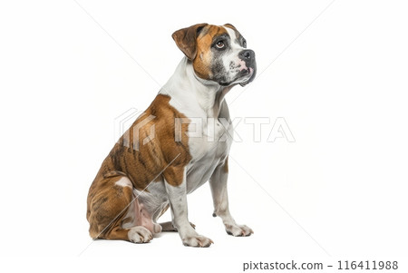 A regal American Bulldog sits with a dignified look, its brown and white coat perfectly groomed. This image captures the breed's robustness and gentle nature. 116411988