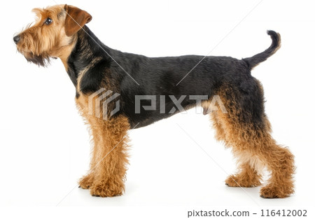 A majestic Alaskan Malamute lounges with a relaxed demeanor, its thick fur and striking markings a testament to its northern heritage. The gentle giant's expression radiates contentment and strength. 116412002