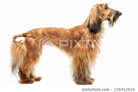 The profile of an Afghan Hound exudes a dignified charm, with a flowing mane and piercing gaze. Its well-groomed appearance speaks to the breed's storied elegance. 116412010