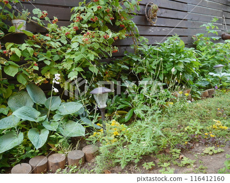 A green garden with raspberry trees 116412160