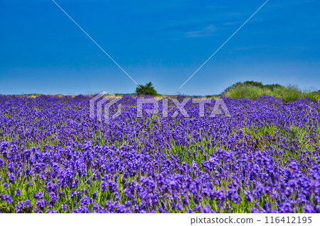 Lavender farm in full bloom 116412195