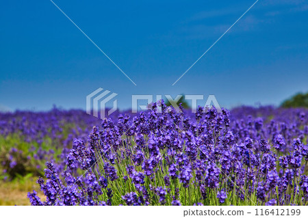 Lavender farm in full bloom 116412199