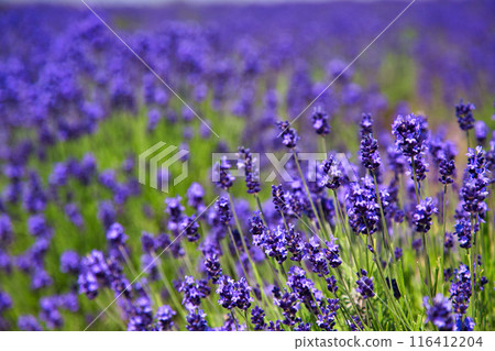 Lavender farm in full bloom Lavender farm in full bloom 116412204