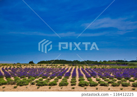 薰衣草農場盛開 薰衣草農場盛開 116412225