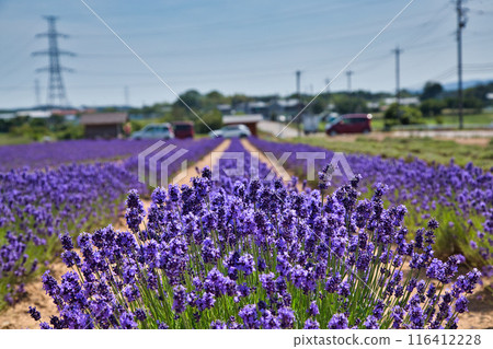 薰衣草農場盛開 116412228