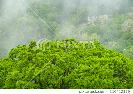 新綠雨霧【北安地區池田町】 116412359