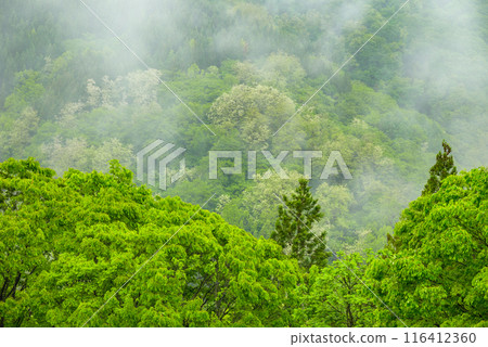 Fresh greenery and rainy mist [Ikeda Town, Kitaazumi District] 116412360