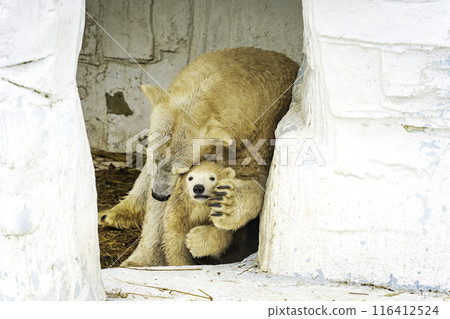 北極熊的父母和孩子 116412524