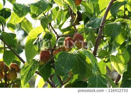 日本五香果 116412733