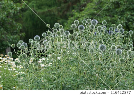 魯里塔薊 2024 年 6 月 魯里塔薊 2024 年 6 月 116412877