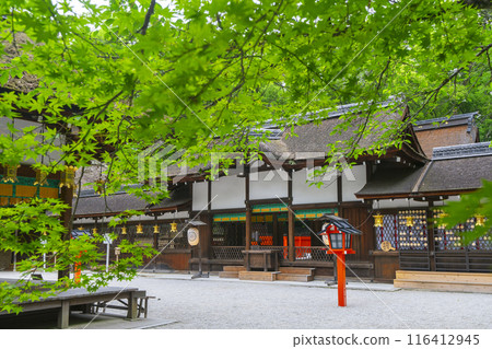 Early summer in Kyoto: Kawai Shrine main hall with fresh greenery 116412945