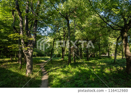 大阪城的森林 116412980