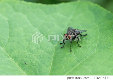 Centipede fly Centipede fly 116413140