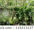 vegetables growing in the garden 116413237