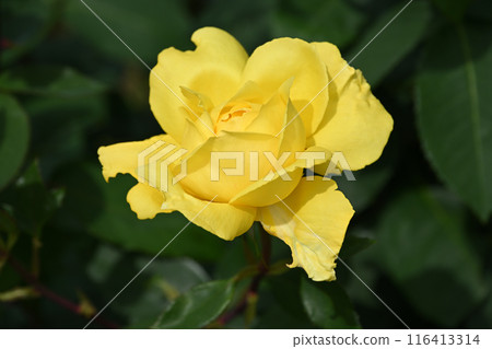 橫濱玫瑰 116413314