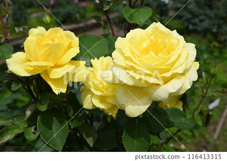 橫濱玫瑰 116413315