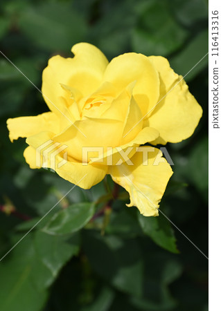 橫濱玫瑰 116413316