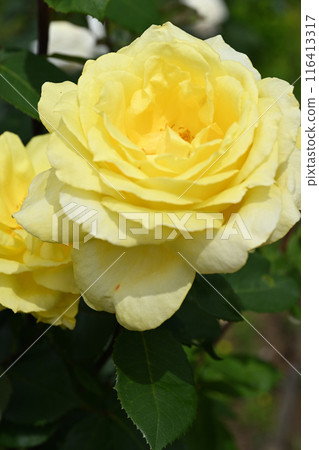 橫濱玫瑰 116413317