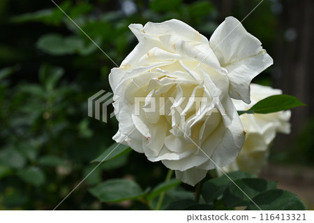 Masayuki / Rose 116413321