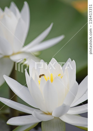 Water lilies 116413351