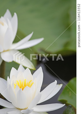 Water lilies 116413352
