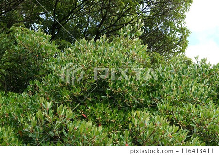 Ternstroemia 花 Ternstroemia 花 116413411