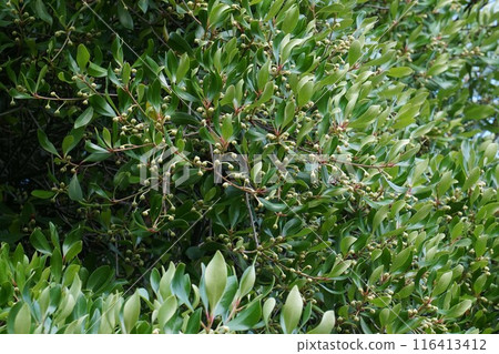 Ternstroemia 花 116413412