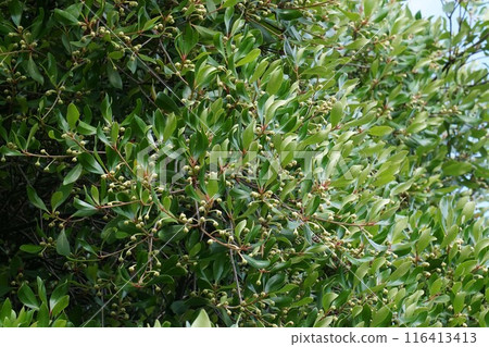 Ternstroemia 花 116413413