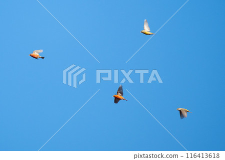 Isuka 02 flying over the mountain peak in winter 116413618