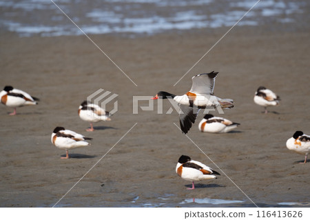 Winter, Shelducks flying over the Yoshino River 03 116413626