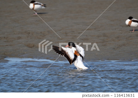 Winter, Shelducks flapping their wings over the Yoshino River 01 Winter, Shelducks flapping their wings over the Yoshino River 01 116413631