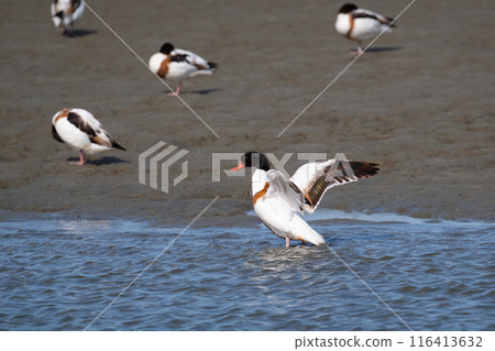 Winter, Shelducks flapping their wings over the Yoshino River 02 Winter, Shelducks flapping their wings over the Yoshino River 02 116413632