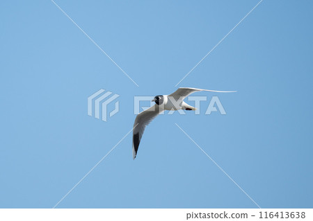 Black-headed gulls flying over the mouth of the Yoshino River in winter 03 Black-headed gulls flying over the mouth of the Yoshino River in winter 03 116413638