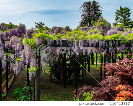 天神紫藤 天神山的紫藤架 116413817