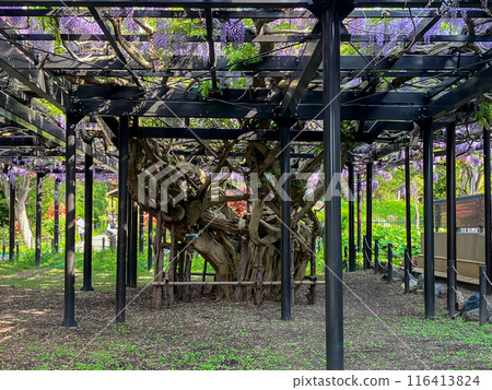 Tenjinyama Green Space, Hokkaido's oldest wisteria trellis, Toyohira Ward, Sapporo City, fresh greenery 116413824