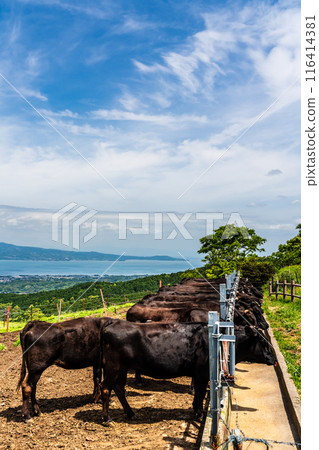 Fresh green pasture village Azuma Black hair Wagyu beef [Unzen City, Nagasaki Prefecture] 116414381