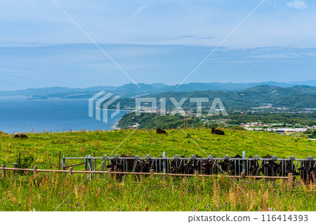 Fresh green pasture village Azuma Black hair Wagyu beef [Unzen City, Nagasaki Prefecture] 116414393
