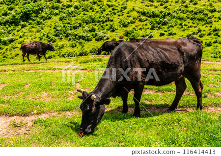 Fresh green pasture village Azuma Black hair Wagyu beef [Unzen City, Nagasaki Prefecture] 116414413
