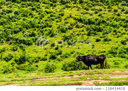 Fresh green pasture village Azuma Black hair Wagyu beef [Unzen City, Nagasaki Prefecture] 116414419