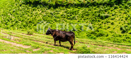 Fresh green farm village Azuma Black hair Wagyu beef Panorama [Unzen City, Nagasaki Prefecture] 116414424