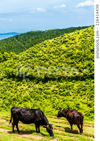 Fresh green pasture village Azuma Black hair Wagyu beef [Unzen City, Nagasaki Prefecture] 116414439