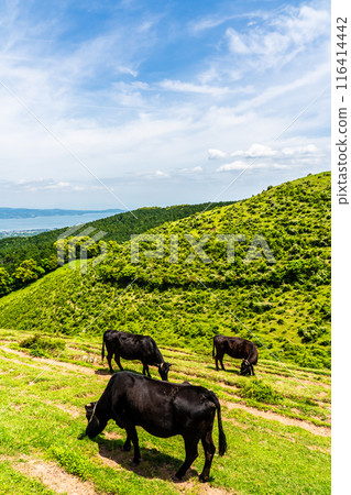 新鮮的綠色農場東黑毛和牛【長崎縣雲仙市】 新鮮的綠色農場東黑毛和牛【長崎縣雲仙市】 116414442