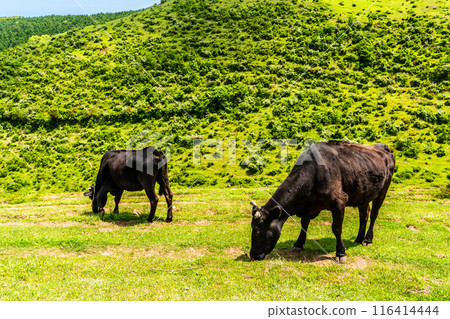 Fresh green pasture village Azuma Black hair Wagyu beef [Unzen City, Nagasaki Prefecture] 116414444