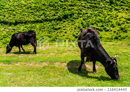 Fresh green pasture village Azuma Black hair Wagyu beef [Unzen City, Nagasaki Prefecture] 116414445