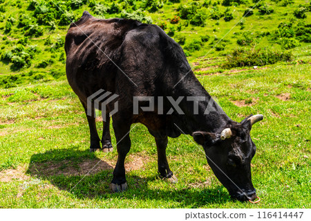 Fresh green pasture village Azuma Black hair Wagyu beef [Unzen City, Nagasaki Prefecture] 116414447
