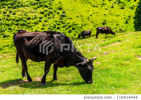 Fresh green pasture village Azuma Black hair Wagyu beef [Unzen City, Nagasaki Prefecture] 116414448