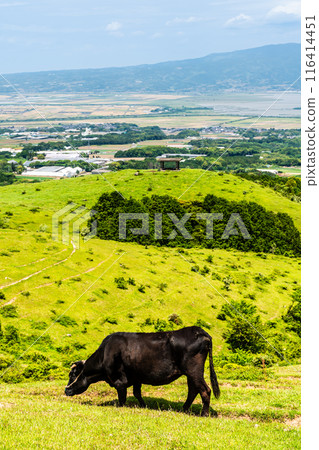 Fresh green pasture village Azuma Black hair Wagyu beef [Unzen City, Nagasaki Prefecture] 116414451