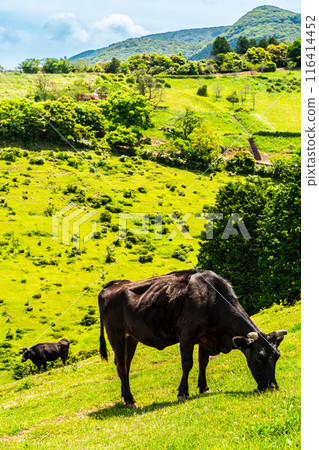 新鮮的綠色農場東黑毛和牛【長崎縣雲仙市】 116414452