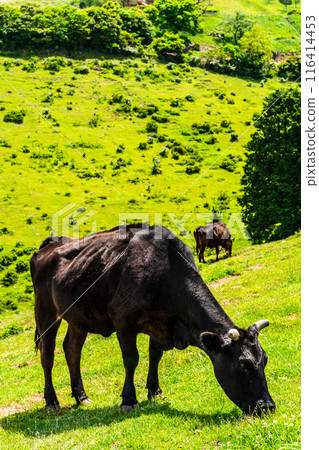 新鮮的綠色農場東黑毛和牛【長崎縣雲仙市】 116414453