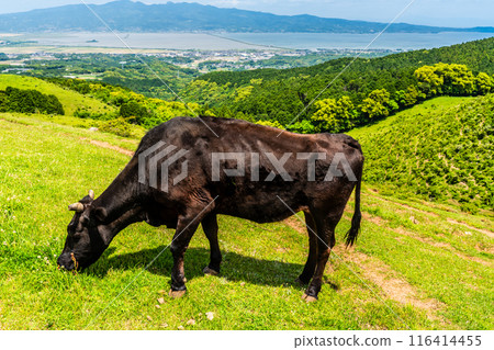 新鮮的綠色農場東黑毛和牛【長崎縣雲仙市】 116414455